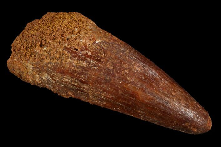 Cretaceous Fossil Crocodile Tooth - Morocco #117948